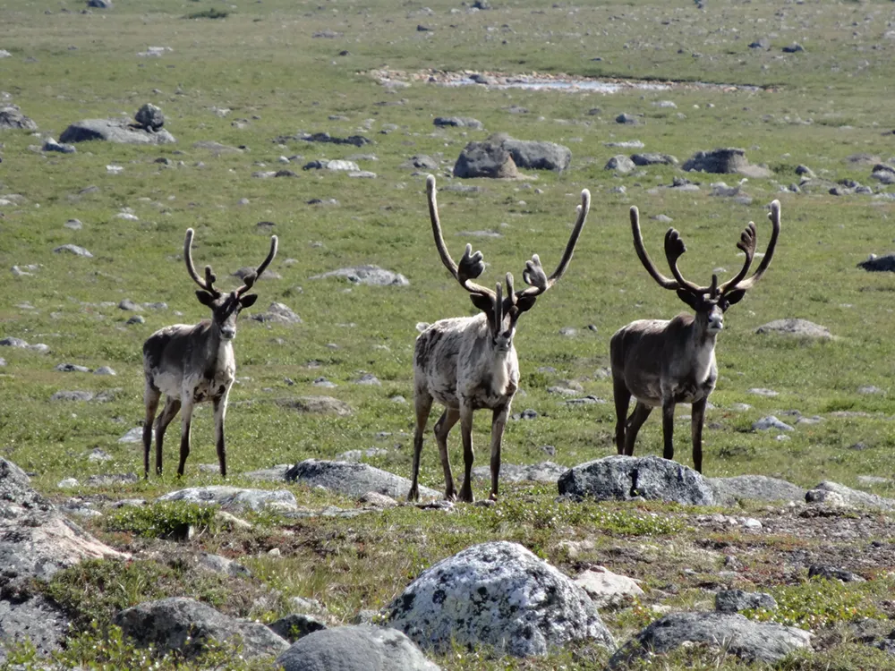 Caribou protection - Torngat Metals